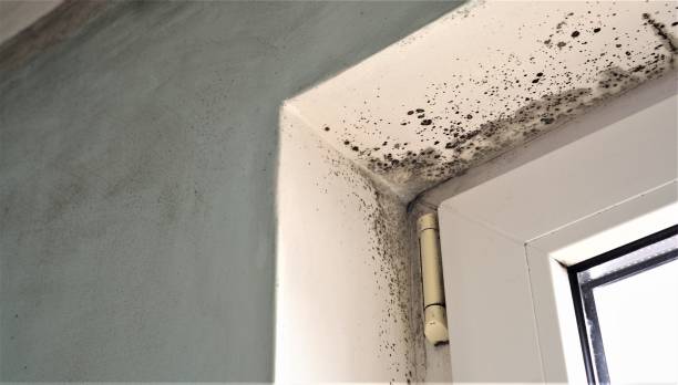 Best Asbestos and Lead Testing During Mold Inspection  in Fairbanks Ranch, CA