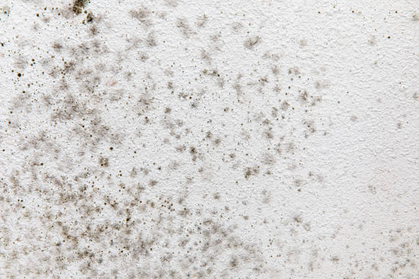 Reliable Fairbanks Ranch, CA Mold Removal Solutions