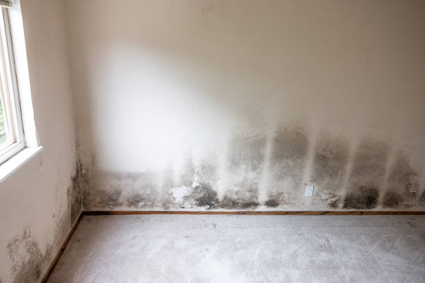 Best Attic Mold Removal  in Fairbanks Ranch, CA