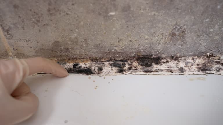 Best Mold-Related Health Consultation  in Fairbanks Ranch, CA
